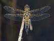 Libellula quadrimaculata-0348